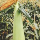 제주 토브 이미지