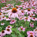 반려견 천연 아로마 테라피 이미지