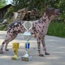 도그헤어 이미지