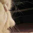 달고양이 이미지