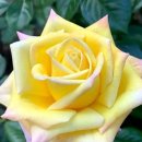 Olivia Newton-John - Banks Of The Ohio / John Denver - Annie's Song 이미지