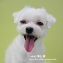 퍼피앤유 이미지