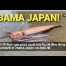 일본 후쿠이현의 고대도시 오바마의 해변에 산채로 상륙한 3미터의 오징어는 임박한 적그리스도 출현의 싸인인가? 이미지