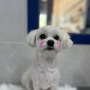 뽀숑그루밍 이미지