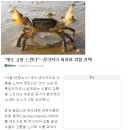 "게도 고통을 느낀다" 이미지