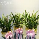 명보플라워