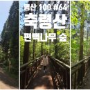 편백나무숲 이미지