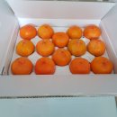 저두경로당 | 씨없는 청도반시 기다림이 즐겁다