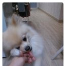 도도 Daum카페