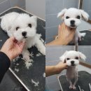 상콤 발랄 헬로퍼피 이미지