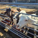 반달염소농장 | 베어팜 동물농장 친구들 근황