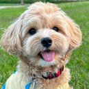 투마이퍼피 이미지