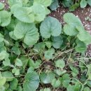 천문동 농장 이미지