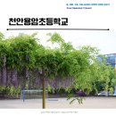 봄꽃에서첫눈까지 | 천안 용암초등학교 아름답게 핀 등나무꽃과 주차정보 및 개방시간 안내