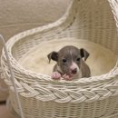 블루켄넬 이미지