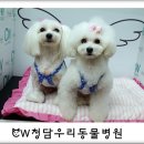 새롬애견 이미지