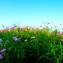 하늘향기 이미지