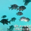 (주)씨포스트제주 | 제주 아이랑 가볼만한곳 함덕 조천 국제리더스클럽 반잠수함 예약 가격 할인 내돈내산 후기