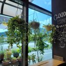 코나코코커피 이미지