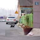 도그 앤 캣츠 이미지