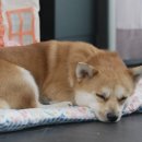 사옥농장 이미지