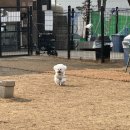 두부네 애견카페 이미지