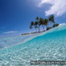 바다가 그리운 나무 이미지