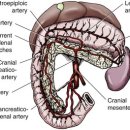 마음 동물병원 이미지