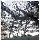 행운벌목 | 청주스카이차 오창스카이차 24시간 활용 리얼후기🚀
