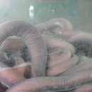 충남곰장어 이미지