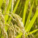 오케이라이스센터 이미지