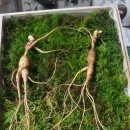 모리아민박 이미지