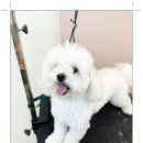 아담스펫살롱 | 인천애견미용 강아지미용 두마리도 편하게 (feat. 논현동, 구월동, 만수동, 서창동)