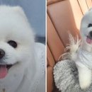스타견 이미지