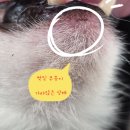 나만 애 동물병원 이미지