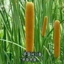 부들 이미지