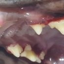 블루동물종합병원 이미지