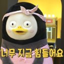 페즈 네이버블로그