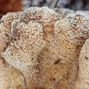 교학사 | 122. 송곳니(털)구름버섯: 자실층이 송곳니 모양인 목재 백색부후균, 약용버섯