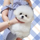 어벤져스켄넬 탑클래스펫 강아지분양 이미지