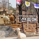 잉글리쉬 키즈 오감대장(7세) | 여주 아이랑 가볼만한 곳 알파카 카페 체험부터 놀이터까지 가능한 ‘산속애’ 리얼 후기!