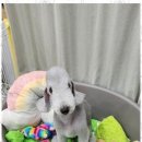 살랑살랑 펫미용 이미지