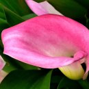 허브아일랜드식물원 이미지