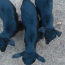 양평흑염소농장 이미지