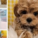 김해 해피몽 김해강아지분양 고양이분양 이미지