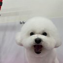 내동애견 이미지