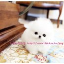 리틀애견타운 이미지