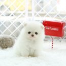 화이트포메라니안 이미지
