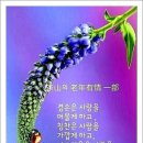 로멘티코