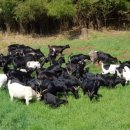 상월 농장 이미지